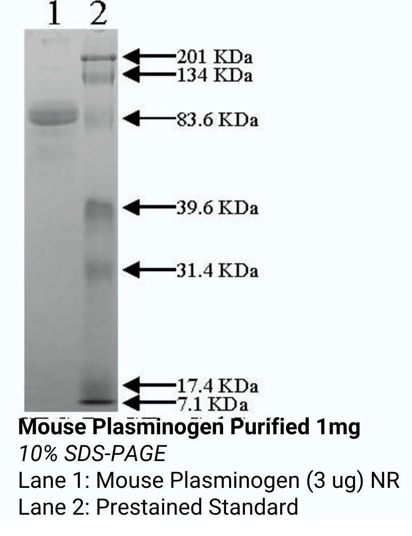 *Mouse Plasminogen Purified